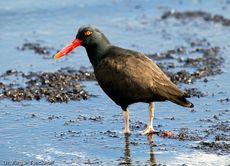 Schwarzer Austernfischer (8 von 14).jpg